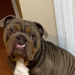 Pun - Bulldog