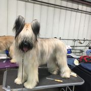 Luna - Briard