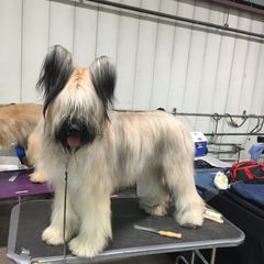 Luna - Briard
