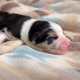 Boy 1-Black Body with Blue Merle legs and small patches - Blue merle male Australian Shepherd puppy in Mayfield, Kentucky from Hamilton Farms