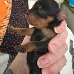 Boy 2 - Black and tan male Cavalier King Charles Spaniel puppy in Melbourne, Florida from Majestic Cavaliers of Melbourne FL
