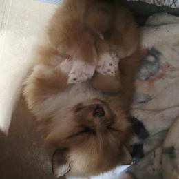 Pomeranian All Grown Up from Nathalie Bastin