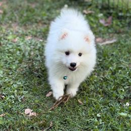 Light blue - White male Japanese Spitz puppy in Madison, Alabama from Cinabell Japenese Spitz