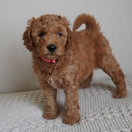 Penny - Apricot female Goldendoodle puppy in Elk Grove, California from Foxi Goldendoodle