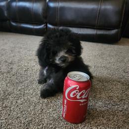 Poodle Puppies from Caboodles Of Poodles