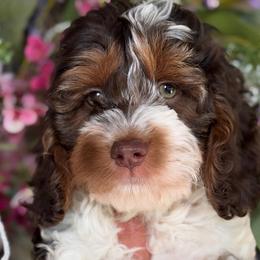 Vaper - Brown and white male Cockapoo puppy in Yuciapa, California from AlltheDoodlez_