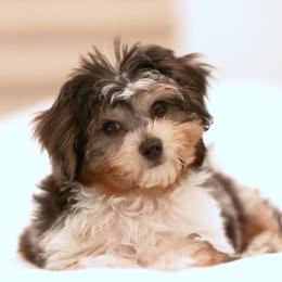 Aussiedoodle and Bernedoodle Puppies from Steindoodles
