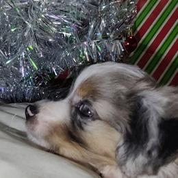 Hector - Blue merle male Miniature Australian Shepherd puppy in Hartselle, Alabama from ELSRi’s Crimson Cross Mini Aussies