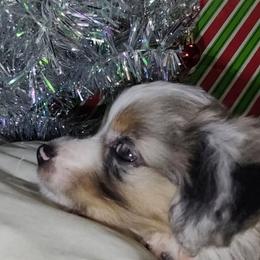 Hector - Blue merle male Miniature Australian Shepherd puppy in Hartselle, Alabama from ELSRi’s Crimson Cross Mini Aussies