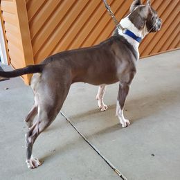 American Staffordshire Terriers from Poseidon Amstaffs