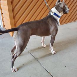 American Staffordshire Terriers from Poseidon Amstaffs