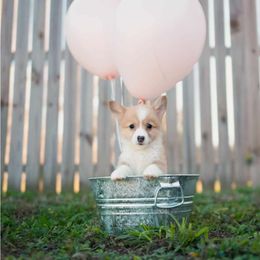 American Corgi and Pembroke Welsh Corgi Puppies from Constellation Corgi