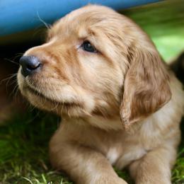 Golden Retriever Puppies from Red Bank Goldens