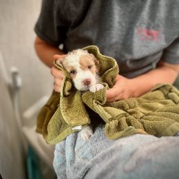 Poodle Puppies from Reuter Clan Poodles