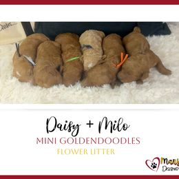 Goldendoodle Puppies from Maryland Designer Doodles
