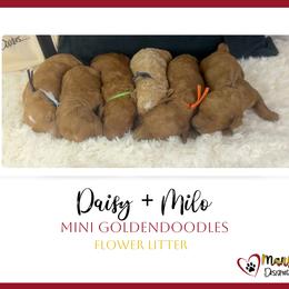 Goldendoodle Puppies from Maryland Designer Doodles