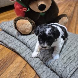 Lyra - Black and white female Shihpoo puppy in Pacolet, South Carolina from Kelli's Pups