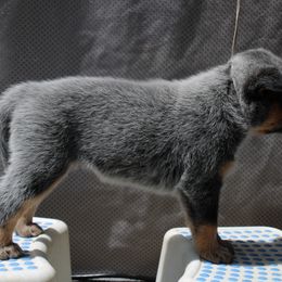 Australian Cattle Dog Puppies from Kanku
