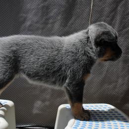 Australian Cattle Dog Puppies from Kanku