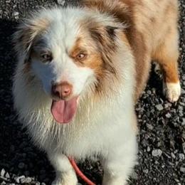 Gypsy - Miniature American Shepherd