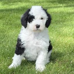 Sheepadoodles from My Sheepadoodle