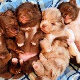 Pomeranians from Fendi's Poms