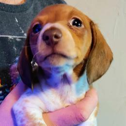 Dachshund Puppies from Wilson's Kennels