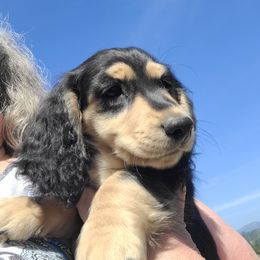 Zachary (RED) - Black and cream male Dachshund puppy in Salinas, California from Maverick Kennels