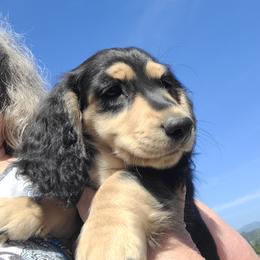 Zachary (RED) - Black and cream male Dachshund puppy in Salinas, California from Maverick Kennels