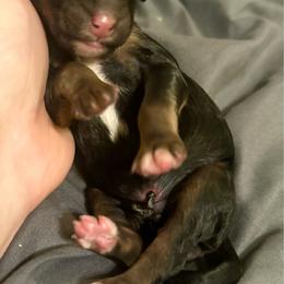3 or Three - Phantom male Poodle puppy in Travelers Rest, South Carolina from Cotton Top