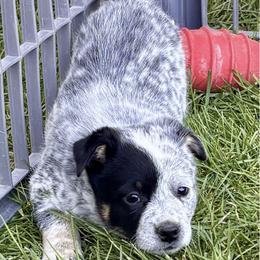 Aster - Blue mottled male Australian Cattle Dog puppy in Atwood, Kansas from Grit ‘n’ Grace Ranch