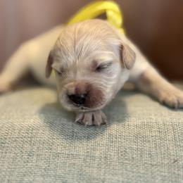 Miss Yellow - Light golden female Golden Retriever puppy in Patterson, California from Trusted Valley Retrievers