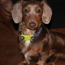 Mocha - Dachshund