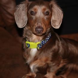 Mocha - Dachshund
