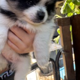Pomeranian Puppies from Pomni Poms