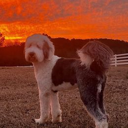 Winston - Sheepadoodle