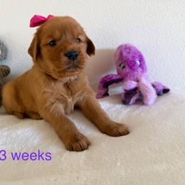 Pick 1,2,or3 - Dark golden female Golden Retriever puppy in Huntington Beach, California from Beach Cities Golden Retrievers