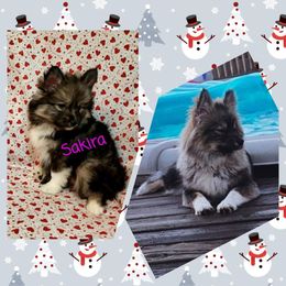 French Bulldog and Pomsky Puppies from Ba's Designer Puppies
