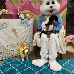 Bernese Mountain Dog Puppies from Lonesome Pine Farm