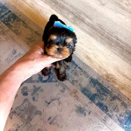Maltese and Yorkshire Terrier Puppies from tatortot pup