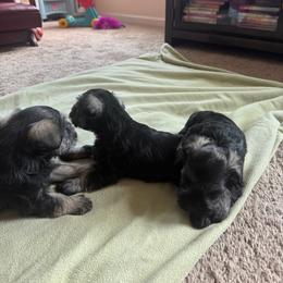 Girl 1 - Black and silver female Miniature Schnauzer puppy in Rome, Georgia from Lauren Ivascu