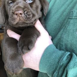 Labrador Retriever Puppies from New England Premier English Labradors