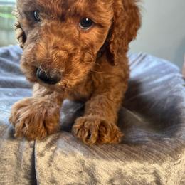 Andy - Red  male Goldendoodle puppy in Clarksville, Tennessee from Golden Pine Designer Doodles