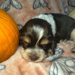 Caramella - Liver white and tan female English Springer Spaniel puppy in Coeur D'alene, Idaho from Springer Hollow