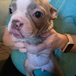 Bella's Lilac Girl - Lilac female Boston Terrier puppy in Anchorage, Alaska from 907 Bostons