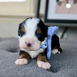 Hamilton - Tri-color male Bernedoodle puppy in Murray, Utah from Sun Valley Doodles