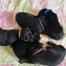 Girl 1 - Black and red female German Shepherd puppy in Spencer, Wisconsin from T Double B LLC