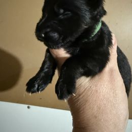Elphaba - Black female German Shepherd puppy in Lakeland, Florida from Fur Love And Puppies