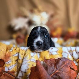 Viserys - Black and white male Basset Hound puppy in Valley, Washington from Enchanted Valley Paws
