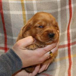 Rosemary - Dark golden female Golden Retriever puppy in New Weston, Ohio from Bertke AKC Golden Retrievers and Bernese Mountain Dogs